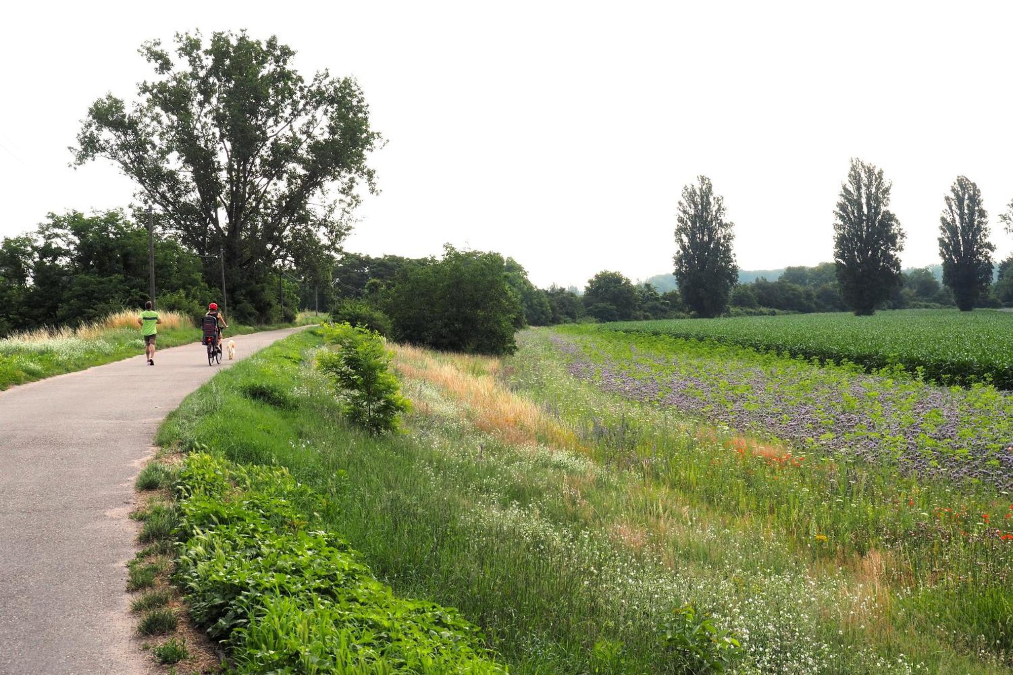Hortensie Speyer Esterno foto